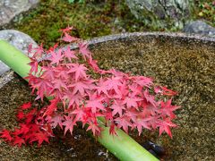 やっぱり紅葉は京都でしょ！京都の紅葉眺めてきました