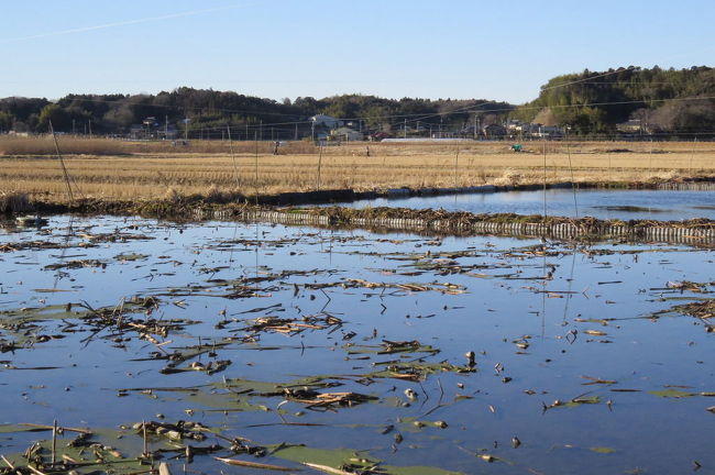 久しぶりに冬鳥のケリを撮影に、行方市蔵川に行ってきました。<br /><br />表紙写真は、蔵川の冬の蓮田風景です。<br />