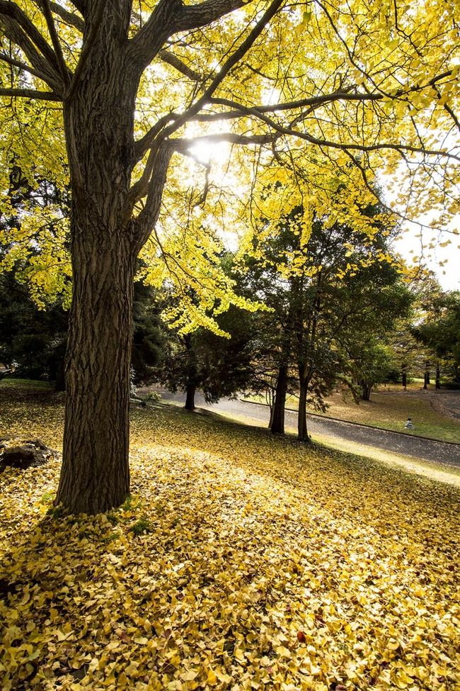 コスモス以降の秋の昭和記念公園は初めて。<br />しかも、あったかい陽気の秋はこれで終わるという３連休初日。<br />そして紅葉シーズン真っ只中。<br /><br />そんな状況で訪れたせいで？<br />入園の切符買うのにも長蛇の列。<br />レンタサイクルはとっくに全部貸出済。（あんなにたくさんあるのに！！！）<br /><br />初詣かしら？と思うような人の流れ。（いや、それは大げさ表現です。そんな気分になったという意味です。）<br /><br />思うに・・・外国人観光客も増えたというのも理由にある？<br />数年前はこんなに外国人いなかったよな〜って思ったもの。<br /><br />でもまぁ、それなりに紅葉狩りしてきました。<br /><br />でもでも、そのあったかい陽気のせいで？<br />カエデなんかの紅葉はあまり綺麗に感じなかったな・・・。<br /><br />だから、木全体を撮るって殆どできなかった。