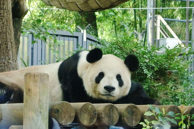 1882年（明治15年）に日本初の動物園として開園した上野動物園は、現在400種あまりの動物を飼育しています。<br />久しぶりに行ってみると、動物たちがとても生き生きとしていて、期待していた以上に楽しむことができました。<br />こんなに面白かったとは…。<br />沢山の動物たちに癒された一日でした。<br /><br />