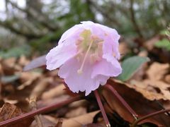 降雪前の冠山に登る