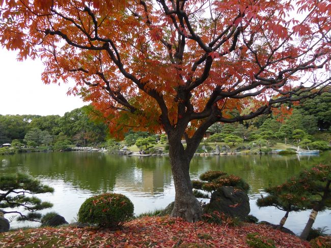 秋の「清澄庭園」♪