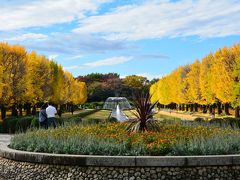 昭和記念公園のイチョウ並木の黄葉