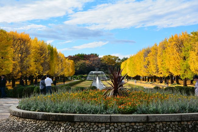 昭和記念公園のイチョウ並木の黄葉