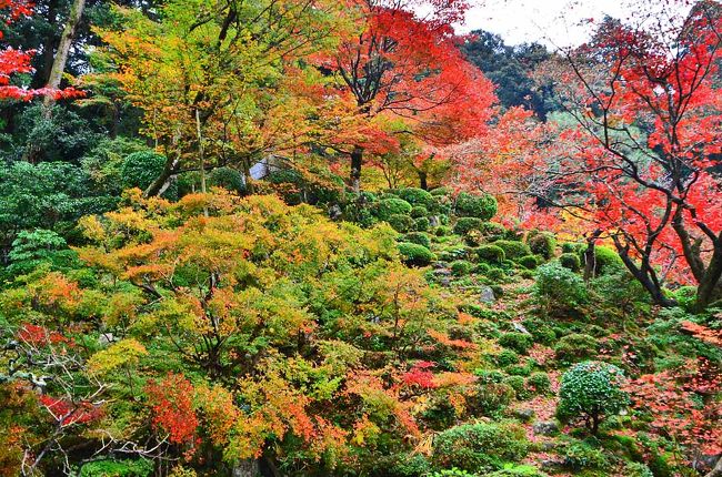 米原・徳源院の紅葉へ最初に行き<br />中山道柏原宿を国道21号線に向かい<br />続いて胡宮神社の紅葉<br />急いで紅葉前線追いかけたか゜既に遅く感じました・<br />（2015紅葉（4） 紅葉前線追いかけて.徳源院＆胡宮神社の紅葉）<br /><br />続いて湖東三山，<br />去年は百済寺だから、今年は金剛輪寺へ<br />その季節には境内に観光客が溢れかえる。<br /><br />黒門から参道にかけて周囲を見ながら<br />　　　紅葉トンネルが少ない..ここも紅葉前線過ぎたかな？<br />西谷堂周辺にて写真を撮りに急ぐが<br />　　　ここも見事なグラデーション紅葉絵図ない<br /><br />頼みは、本坊・明寿院にある池泉回遊式庭園へ<br />和の象徴でいろんな想いで足を踏み入れてみれば<br />晩秋の深紅に染まる色鮮やかな紅葉は「血染めのもみじ」<br />ここは、別世界の紅葉は見事です。<br /><br />本堂・三重塔付近の紅葉は、過ぎたかどうかな？<br /><br />また、来年も紅葉舞台を感嘆してくれるのでしょう。<br /><br />その後.永源寺と東光寺と５カ所の紅葉巡り。<br /><br />■■■■■■■　2015　紅葉散策　■■■■■■■■■■■■■　<br /><br />2015紅葉（1） 晩秋紅葉を探して南飛騨へ<br />　　　　　　　http://4travel.jp/travelogue/11076007<br />2015紅葉（2） 孫達と行く多治見・虎渓山永保寺の紅葉<br />　　　　　　　http://4travel.jp/travelogue/11076331<br />2015紅葉（3） 紅葉の名所・両界山横蔵寺＆谷汲山華厳寺<br />　　　　　　　http://4travel.jp/travelogue/11076964<br />2015紅葉（4） 紅葉前線追いかけて.徳源院＆胡宮神社の紅葉<br />2015紅葉（5） 鮮やかで上品な景勝・湖東三山.金剛輪寺<br />　　　　　　　http://4travel.jp/travelogue/11078399<br />2015紅葉（6） もみじの里・紅葉の名所「大本山永源寺」<br />　　　　　　　http://4travel.jp/travelogue/11079838<br />2015紅葉（7） 紅葉穴場・ひっそりたたずむ紅葉名所東光寺<br />　　　　　　　http://4travel.jp/travelogue/11081069<br />2015紅葉（8） マキノ.メタセコイアの紅葉並木道<br />　　　　　　　http://4travel.jp/travelogue/11082272<br />2015紅葉（9） 湖中大鳥居＆かくれ里の寺院・教林坊<br />　　　　　　　http://4travel.jp/travelogue/11083159<br />2015紅葉（10） 円興寺の紅葉と雄日ヶ丘公園の銀杏と紅葉<br />2015紅葉（11） 古代ラブロマンスを秘めた泳宮古跡の紅葉<br />2015紅葉（12） 紅葉を愛でながら博物館明治村散策<br />　　　　　　　http://4travel.jp/travelogue/11081610<br />■■■■■■■　2015　紅葉散策　■■■■■■■■■■■■■