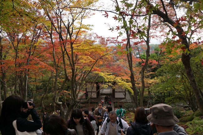 秋爛漫の京都、嵯峨野。<br />男一人で紅葉狩りに行って参りました。<br />一応ネットの紅葉情報を頼りに行ってはみるんですが…時期が少しだけ早いのか、今年の紅葉はイマイチなのか…ちょっぴり期待に届きませんでした。一週間後あたりがベストだったのかなぁ?<br /><br />①名古屋駅→京都駅<br />②京都駅→(JR)→嵯峨嵐山駅下車<br />③常寂光寺<br />④宝筐院<br />⑤念仏寺<br />⑥嵐山渡月橋あたり<br />⑦天龍寺<br />⑧嵯峨嵐山駅→京都駅→名古屋駅<br /><br />この日の活動量は<br />21,375歩　15.1Km　684Kcalでした。