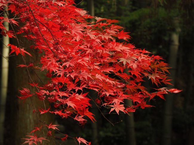 友人と4人で、京都に紅葉を見に行こうよう!に行ってきました。<br /><br />自分は車を持っていないので、友人の一人に出してもらって京都に向かいます。<br />集合は6時半。眠い眠いと言いながら出発…。<br /><br />本日の工程は、東福寺→今熊野観音寺→仁和寺です。<br />GO!GO!<br /><br />初の紅葉の時期の京都の休日。混雑状況が把握できなくて、Q&Aでご意見を聞かせていただきました。<br />回答してくださった方、ありがとうございます。おかげで楽しい旅になりました!<br /><br /><br />京都到着は8時半。<br />市内は混雑で車の移動は無理と聞いたので、1日車を預かってもらって市内は公共機関で移動します。<br /><br />高速を順調に進んで渋滞もなく京都南ICを降りました。まずは車を止めるところを探します。<br />停めたのはQ&Aで教えていただいた京都運輸支局のパークアイランド。<br />臨時の駐車場なんですね。<br />友人所有の車だったので長時間同じところに停めておくのは防犯上心配だったのですが、駐車場には人が常駐していてくれて安心でした。しかも無料!<br /><br />東福寺までは駐車場からシャトルバスが出ていたのでそれに乗って向かいました。