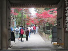 新座の平林寺の紅葉