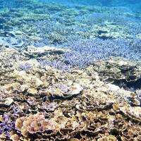 ２度目の宮古島　シュノーケリング（４日目）サンゴ礁の群生の超激美ポイント！！南海岸 