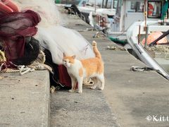 秋の京都たび(3)＜Day2 猫少なめの猫島、琵琶湖の沖島＆借景が見事な圓通寺＞