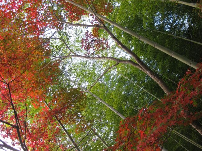 京都の紅葉、一度は訪れたい。<br /><br />南禅寺?東福寺?嵐山?<br /><br />超ビギナーの紅葉見物はまず嵐山へ。<br /><br />4トラの皆さんの旅行記をたくさん見せていただき<br />今回の街歩きの参考にさせていただきました。<br />みなさんのお写真の美しいこと!!!<br />いろいろな情報をありがとうございました!<br /><br />まずは前編です。