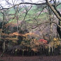 どこへ行っても麺が主食♪第20弾　静岡の旅　１日目《天城越えとウナギの一本焼き編》