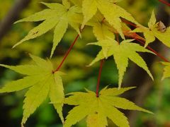 【紅葉を求めて：2015】　秋の原谷苑（やはりココは桜が見応えがあります）