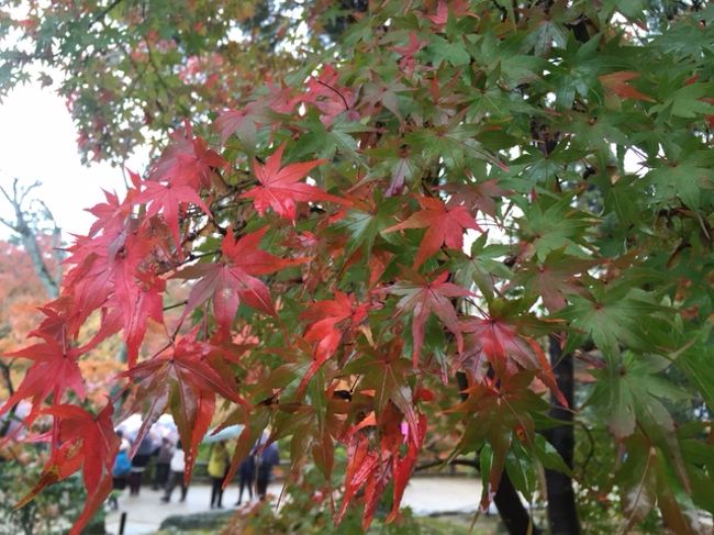 初めての京都での紅葉狩り　レンタサイクルで周るはずが　日にちが近づくにつれ天気予報が下り坂　当初　2日目は　清水寺→清明神社→金閣寺→嵐山　と周るはずが…
