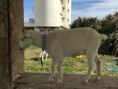 やえやま制覇への旅(その4)