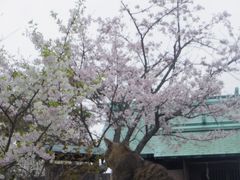 桜と猫の牛窓散策