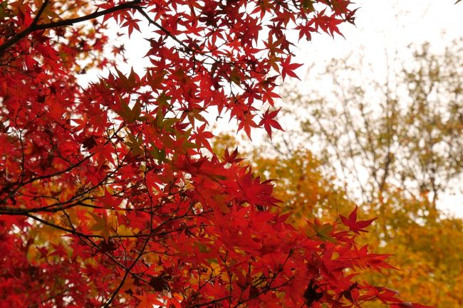 友人と4人で京都へ紅葉を見に行ってきました。<br /><br />東福寺→今熊野観音寺→仁和寺<br /><br />午前中は曇り、少し肌寒かったですが午後から陽が出てきました。
