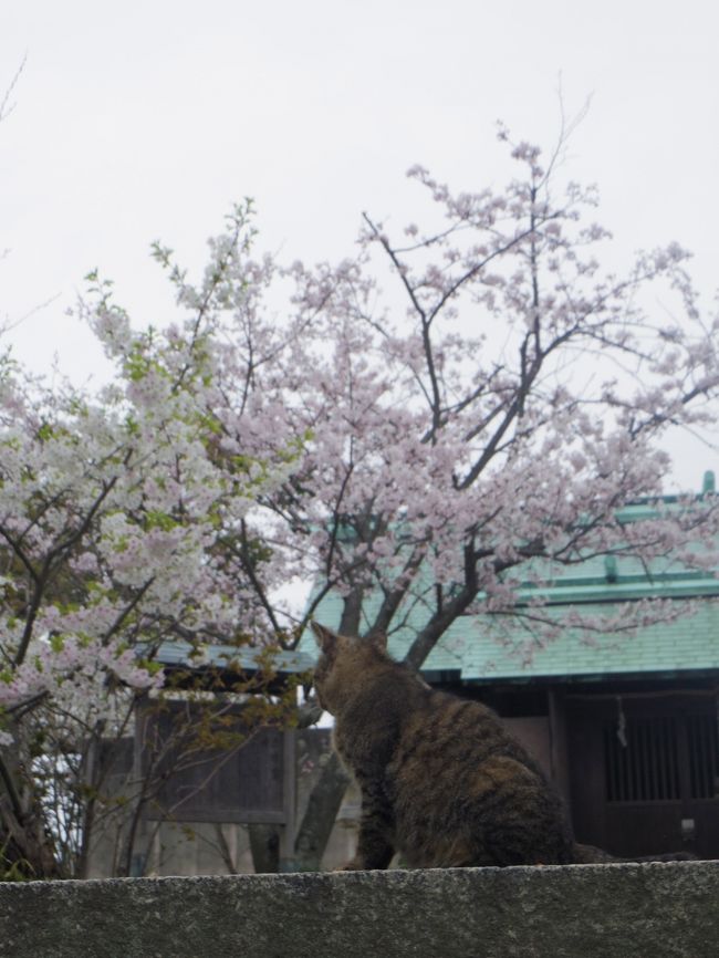 桜の季節に岡山県牛窓に行ってきました。<br />桜と猫が印象的な街でした。