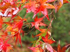 ２０１５越後 「 紅葉めぐり 」 の旅 ＜ 新潟県南魚沼郡・長岡市・柏崎市・三条市・西蒲原郡・五泉市 ＞