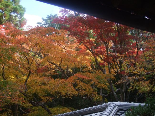 久しぶりに、京都の鷹峯〜大徳寺を訪ねました。<br />今年の紅葉は、噂通り、芳しくありませんでしたが、暖かい一日、のんびり過ごせました。<br /><br />なお、webアルバムが下記にあります。<br />https://picasaweb.google.com/111425444708914103410/20151102