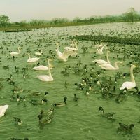 “瓢湖の白鳥に興奮して。。。新潟グルメに舌鼓～”　。。。そして。。。　“彌彦神社に参拝しました”