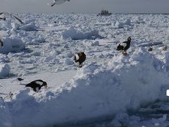 201402北海道旅行 第22回 ２日目【知床羅臼（流氷観光）】