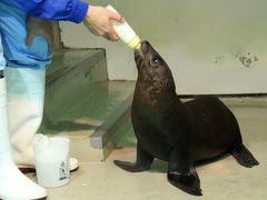 北陸新幹線で行く長野・石川・福井３県３園レッサーパンダ動物園めぐり（５）【いしかわ動物園】アシカやブラッザグエンやシロテテナガザルの赤ちゃんに会えた「アシカ・アザラシたちのうみ」から「サルたちの森」まで