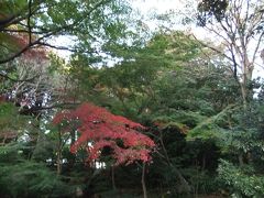 今が見ごろのもみじとばらの旧古河庭園