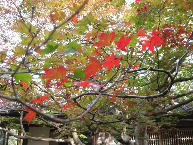 京都の紅葉、一度は訪れたい。<br /><br />南禅寺?東福寺?嵐山?<br /><br />超ビギナーの紅葉見物はまず嵐山へ。<br /><br />4トラの皆さんの旅行記をたくさん見せていただき<br />今回の街歩きの参考にさせていただきました。<br />みなさんのお写真の美しいこと!!!<br />いろいろな情報をありがとうございました!<br /><br />こちらは後編です。<br />紅葉にはやはり早すぎた京都散歩でした。