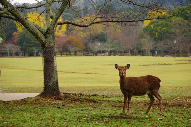 2015年秋の休日，奈良公園に行ってきました！<br /><br />朝，奈良公園から春日大社へ。たくさんの鹿たちと出会いながら過ごした後，昼には写真家，入江泰吉氏ゆかりの地を訪れ，大和路の魅力を再発見しました。<br /><br />夕方も鹿たちに会いながら東大寺境内で夕景を楽しみ，夜のとばりが下りる中，興福寺でしかさんぽを締めくくりました。