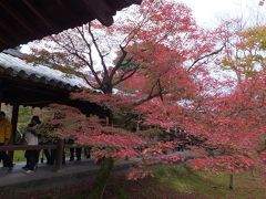 東福寺の紅葉に憧れて「京都を彩る紅葉巡り」に参加