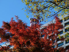 ２０１５　秋色　日比谷公園　上