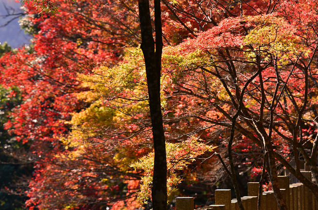 2015紅葉（6） もみじの里・紅葉の名所「大本山永源寺」