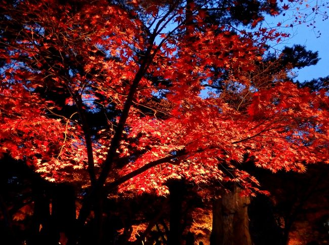 天気の良かった3連休初日、娘と2人の日帰り旅。<br />阿左美冷蔵、宝登山神社を訪れた後は、岩畳を歩いて月の石もみじ公園に向かいました。<br />11/29（日）まで月の石もみじ公園をメイン会場として「長瀞　紅葉まつり」が行われており、<br />ライトアップの時間までは月の石もみじ公園と向かいの県立自然の博物館の紅葉を<br />観たり、周辺を散策したりして過ごし、ライトアップ後には幻想的な紅葉を楽しみました♪<br />写真が多くなってしまったので、前編と後編に分けて旅行記を作成しました。<br />こちらの後編では、月の石もみじ公園の周辺の様子をお伝えします。<br />よろしければご覧ください。<br /><br />【前編】はこちら↓<br />http://4travel.jp/travelogue/11078550<br />～阿左美冷蔵のかき氷♪宝登山神社参拝と岩畳ハイキング編～<br /><br /><br />