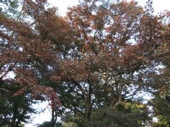 紅葉が始まった六義園