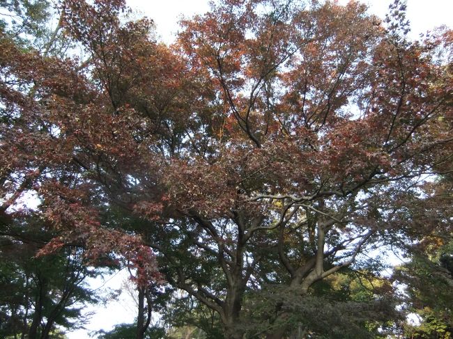 駒込駅から徒歩２分(染井門)の六義園の紅葉を訪ねました、そこそこの紅葉は見られました、入園料大人３００円<br /><br />柳沢吉保が作った大名庭園です、明治になり岩崎家が入手し、その後東京都の管理庭園になりました。