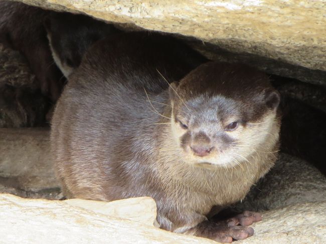 徳山に住む姉のもとを訪ねたついでに、近くある「徳山動物園」に行ってきました。<br />家からすぐ近くに動物園があるとは聞いていたのですが、ほんと徒歩５分くらいの距離と、動物園好きにたまらない好立地にびっくり。規模は小さいとの話でしたが…<br /><br />象さん、キリンさん、ライオンさんなどの大型動物をはじめ、マンドリルちゃんやコツメカワウソちゃん、そしてレッサーちゃんまで！！いやいや、かなり充実内容の動物園ですよ〜。<br /><br />特に、コツメカワウソちゃんのお食事姿をまじかに見れてラッキーでした☆☆