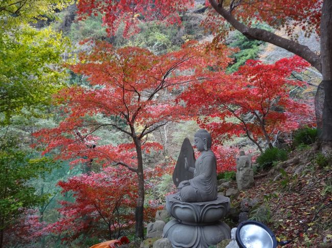 11月の3ン連休中日にドライブがてら妻と秋の紅葉を丹沢大山へ見に行きました！