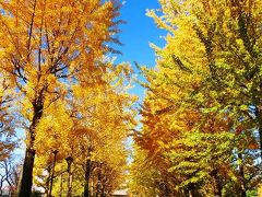 城北中央公園の黄葉