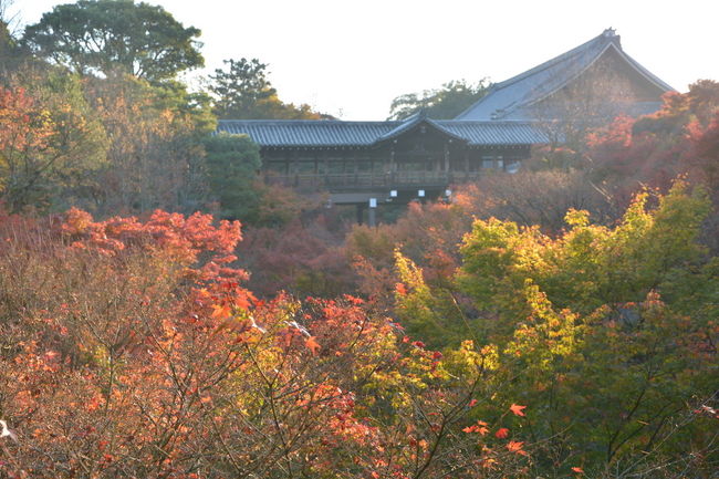 今度こそと期待しつつ東福寺 泉涌寺 圓光寺へ 15年 東山 祇園 北白川 京都 の旅行記 ブログ By 鴨川の夕立 さん フォートラベル