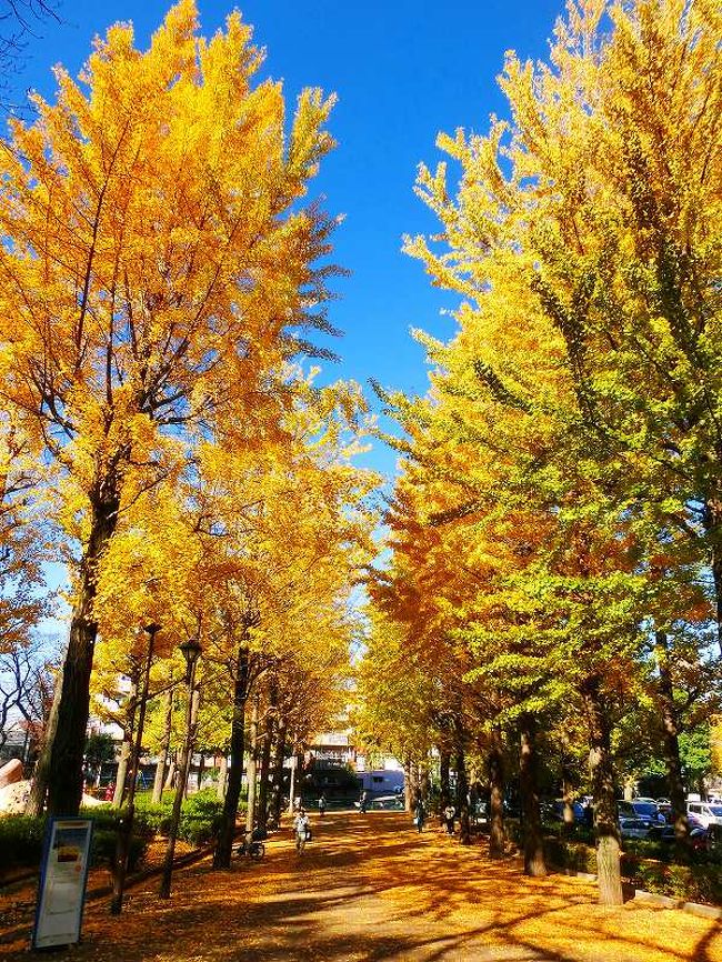 城北中央公園の黄葉