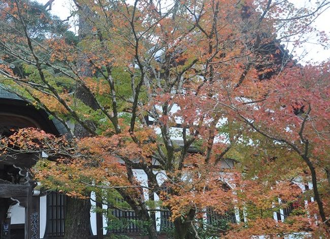 久振りに夫婦で京都の紅葉を見物して来ました。はじめにモミジの永観堂と詠まれるほど、数ある 京都紅葉名所のなかでも、ひと際紅葉の美しさで知られる。垣のようにはりぐらした岩 に紅葉が映える様から、岩垣もみじと呼ばれている。