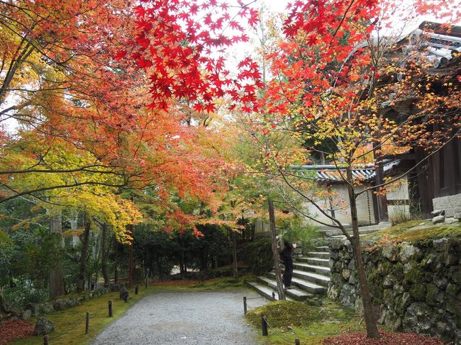 京都の紅葉狩りに通いだして３年目だが、まだまだ未踏の社寺ばっかりだ。根城を祇園の柚子屋旅館にしているので、どうしても東山界隈になりがちで、今年も東山・岡崎に嵐山・嵯峨野を加えた地区を中心に巡ることになった。<br /><br />最初に一言、「今年の紅葉は、色づきが今一つだった。」というのも気温が下がらなくて、雨が多かったため、赤くなる前に落葉してしまったようだ。<br /><br />こればっかりは、自然が相手なので如何ともしがたいが、それでも、一人旅の気ままをいいことに写真を撮りつつ歩きに歩き、食事も京料理を堪能した。<br /><br />３日目は、嵐山・嵯峨野を早回りした。朝早く宿をチェックアウトし、阪急で嵐山へ。花筏の昼食をはさみ、宝厳院・天龍寺・大河内山荘・常寂光寺・落柿舎・二尊院・祇王寺・化野念仏寺の紅葉を鑑賞。<br /><br />残念ながらここ１０年で、最も悪い状況とのことだが、紅葉狩りを楽しんだ。<br /><br />そして、最後のご褒美に祇園の料理屋「食場大野」へ。ここは、柚子屋旅館にご紹介いただいた店だが、美味しい料理を満喫した。<br /><br />http://www.hanaikada.co.jp/<br /><br />http://crea.bunshun.jp/articles/-/8915