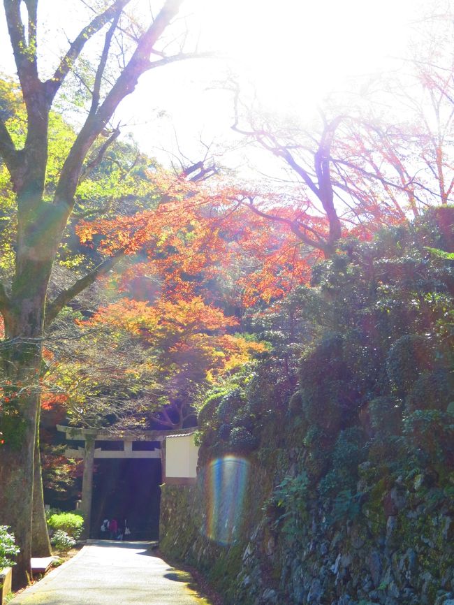 <br />　風も弱まり絶好のサイクリング日和<br /><br />　服部緑地公園〜箕面公園〜猪名川河川敷〜伊丹空港〜十三駅前　４７ｋｍ<br /><br />　紅葉時期は箕面も沢山の人、大滝の前は見物人で埋め尽くされていました<br /><br />　以前、夏場に来た時は野生の猿の親子もいたのですがね〜<br /><br />　早々に退散して、池田市の五月山へ移動するも此処にも外国人がいる「なんでェ〜」<br /><br />　猪名川河川敷を走り、伊丹空港へ寄り帰宅する<br /><br /><br /><br /><br /><br /><br />　表紙　　　　　　　　　　　　　　　　　　　　　　　　　　　箕面龍安寺<br /><br />　<br /><br />　