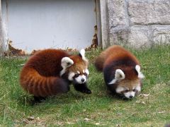 晩秋のレッサーパンダ紀行【11】 安佐動物公園　中国地方レッサーの雄、復活！？ ９年ぶり誕生の仔パンダは安佐顔のキクちゃんとほんわか顔のマルちゃん　