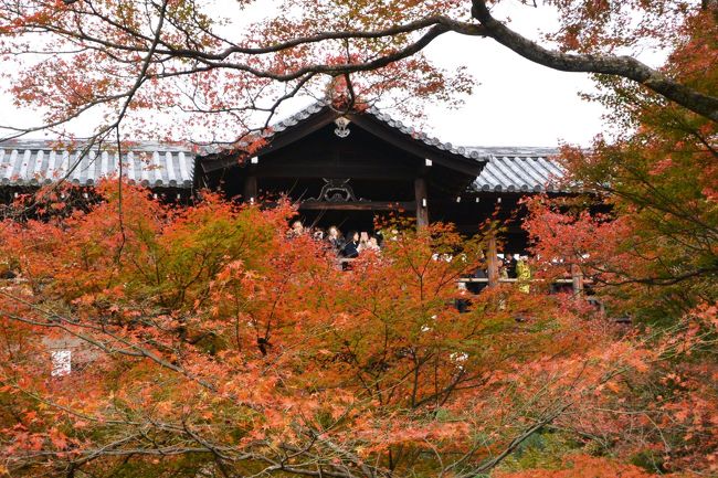 ２０１５年１１月　フォトセミナーin京都♪紅葉の風景を～「東福寺」～