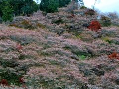 小原四季桜