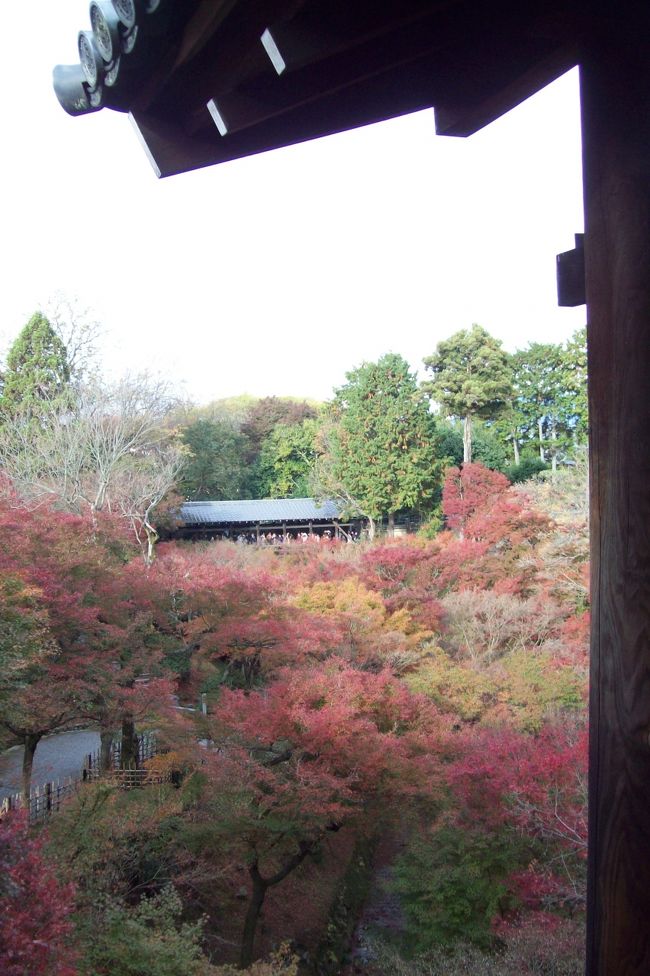 10月末。<br />11月の仕事のシフトをもらい何気なく眺めていると、3連休があることに気付きました。<br />何をしようかと考えていたのですが「これはどっかに行かねば」という思うに駆られ、ネットで候補地を探すことに。<br />日光か京都かの二択になり、最終的に紅葉が見ごろの京都に行くことにしました。<br /><br />飛行機、宿を探しだしたのは11月で、観光シーズン真っ只中のため、宿がほとんど残っていな状態。<br />それでも飛行機はピーチ、宿も安価なゲストハウスを何とか確保することができました。<br /><br />京都は通算4回目ですが、高校の修学旅行で行ったきりちゃんとした街歩き、寺社巡りもしていませんし、あとは競馬がらみ。<br />今回の旅は大人になってから初めて本格的に京都を堪能する旅となりました。<br /><br /><br />写真：東福寺・通天橋