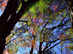 2015紅葉（7） 紅葉穴場・ひっそりたたずむ紅葉名所東光寺