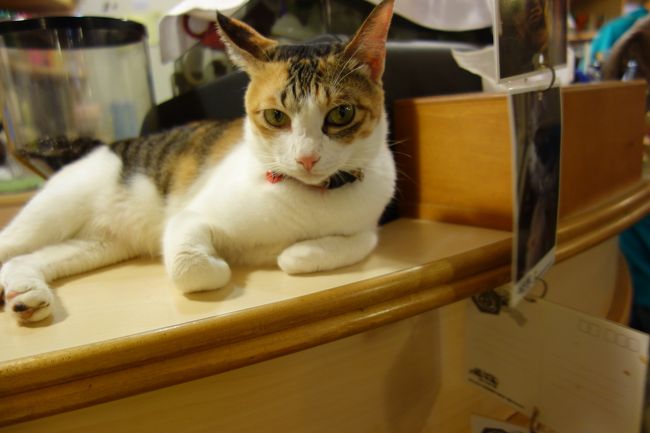また台北の猫カフェに来ました。最近、町田にある猫カフェ（猫のみせ）<br />にも行ってます。ここ「小猫花園」は、世界初の猫カフェです。<br /><br />前回行った旅行記は、http://4travel.jp/travelogue/11072527<br />です。<br />猫、自由人（猫）でいいですね。かわいかー。